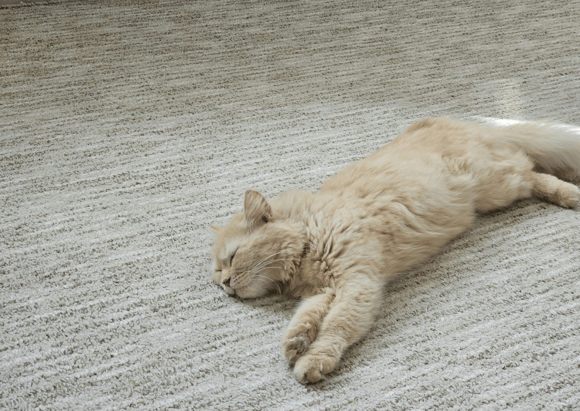 Cat resting on freshly cleaned carpet, pet-safe cleaning solutions used